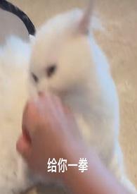 喵喵打字录入